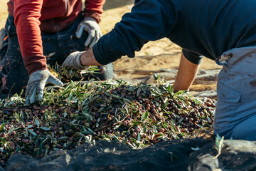 two unrecognizable farm workers performing olive harvesting tasks