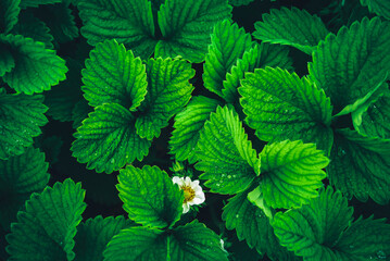 Dark green leaves in dew, natural background of nature. Strawberry flower. Texture of the leaves. Leaves green background.
