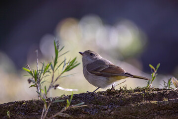 Yellow robin bird on the branch