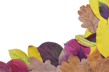 Autumn colorful leaves lie on on a white background. There is an empty space for an inscription