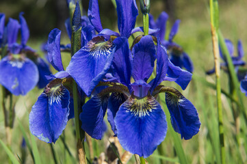 flower blue irises bloom in the field