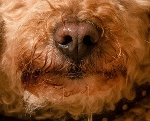 Dog snout in detail. Macrophotography. Golden poodle.