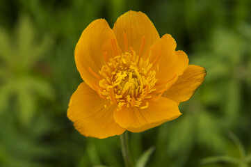bathing suit flowers bloom in the field