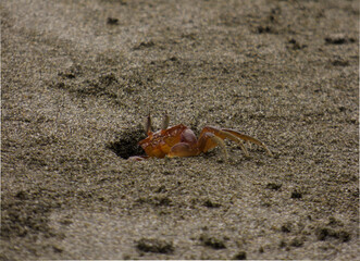 crab coming out of the sand