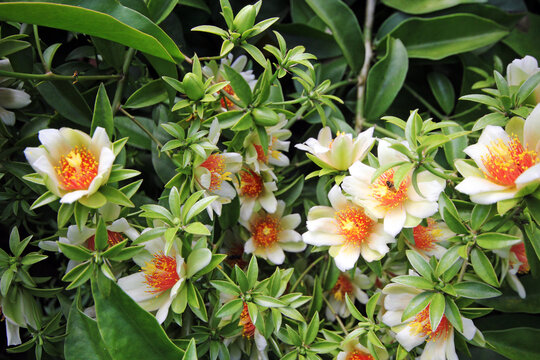 Close-up view of orange blossom in the garden with green background