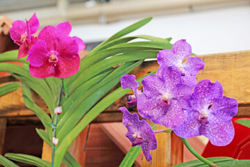 Purple orchid and pink orchid close up in the backyard