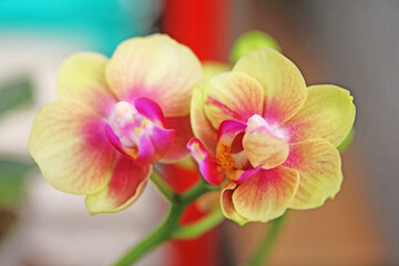 Yellow orchid with pink detail close up