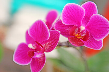 Fototapeta na wymiar Pink orchid in the backyard in detail