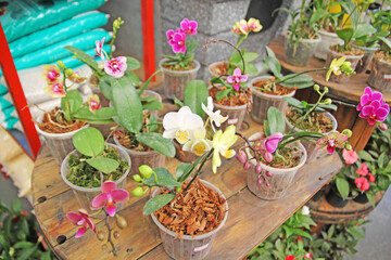 Colorful orchids in the vase in the backyard