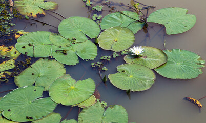Vitória regia in river with white lotus flower