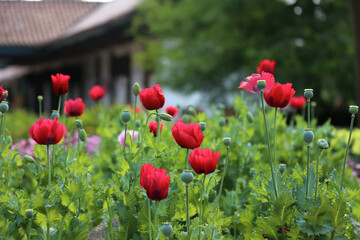 Red tulip garden
