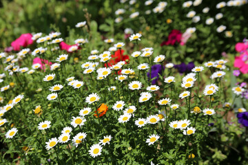 Daisy garden with green background