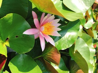 滋賀県　弥生の森歴史公園の大賀ハス