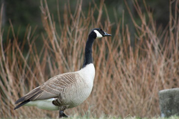 New York Scapes and Follies