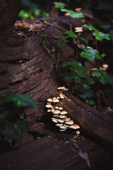 hongos zetas en tronco 