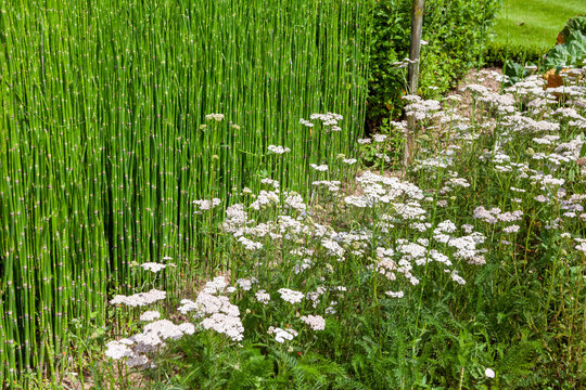 All&eacute;e de jardin bord&eacute;e d'un massif de pr&ecirc;le d'hiver et d'achill&eacute;e millefeuille en fleur