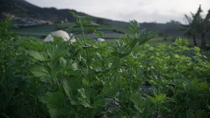 Fototapeta na wymiar Celery plant grown in a vegetable garden in the morning. It located on the slope of Mount Sumbing
