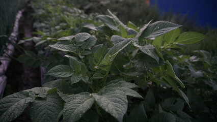 Potato plant grown in a vegetable garden in the morning. It located on the slope of Mount Sumbing
