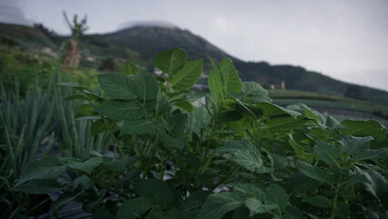 Fototapeta premium Potato plant grown in a vegetable garden in the morning. It located on the slope of Mount Sumbing