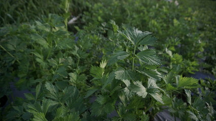 Celery plant grown in a vegetable garden in the morning. It located on the slope of Mount Sumbing
