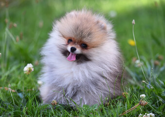Fototapeta na wymiar A baby dog of pomeranian breed in a green field in spain