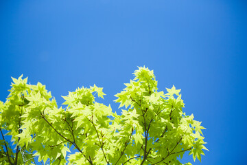 もみじの若葉と青空	