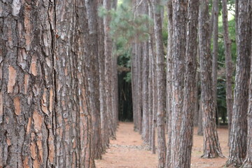 path in the forest