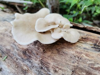Setas Mundo Fungi hongo