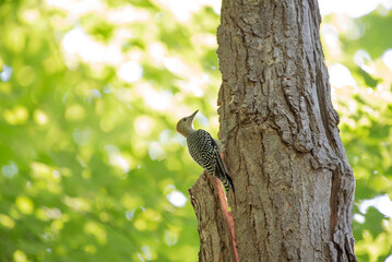 Red Bellied Woodpecker