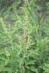 basil flower in nature garden