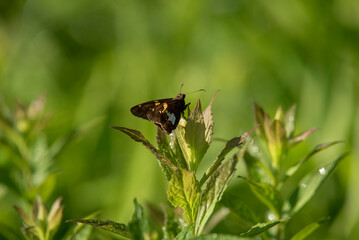 Silver Spotted Skipper