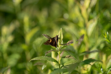 Silver Spotted Skipper