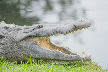 Female American Crocodile with mouth open