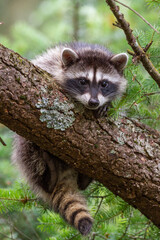 baby raccoon hanging from a large branch © David