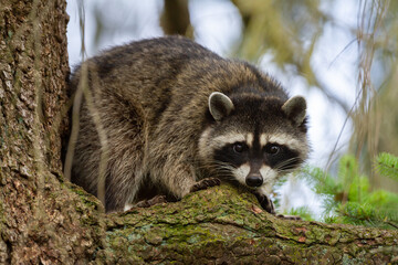 Oregon raccoon on a large limb - obrazy, fototapety, plakaty