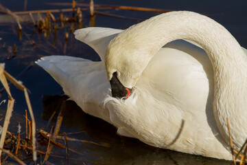 A trumpeter swan pereening its fethers in a river near Sunriver, Oregon.
