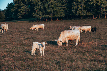 Kuhherde auf Weide in Wiehl