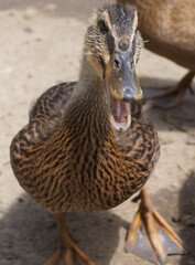 Mallard Duckling