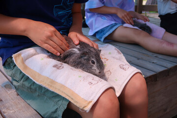動物園のモルモットを触る子供