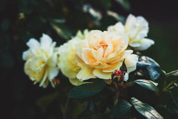 Sunstar rose by Kordes, yellow floribunda rose flowers in evening garden