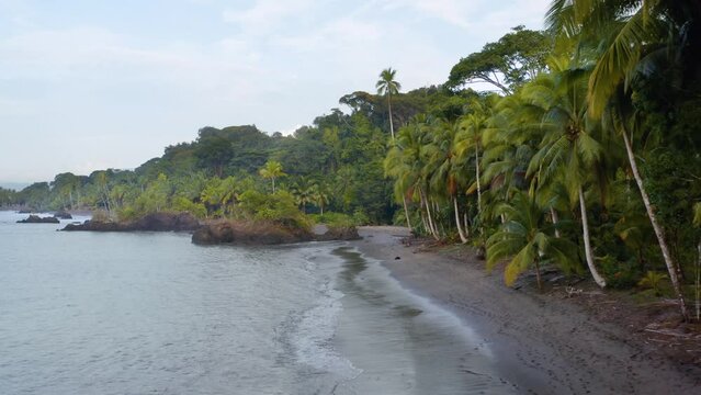 Pacific Coast With Rainforest