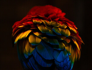 Colourful Scarlet Macaw feathers isolated on black background. Taken in in Peru/Tambopata