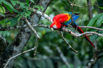 colourful scarlet macaw sitting on branch looking at camera with green background