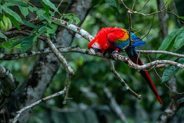 colourful scarlet macaw sitting on branch looking at camera with green background