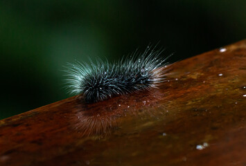 Close up of Caterpillar in amazon basin with raindrops