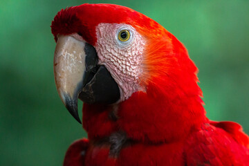 Macaw head close up in Peru