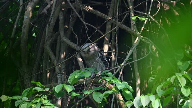 Seen deep in the foliage in the jungle as it scratches its neck with its left foot, Spot-bellied Eagle-owl, Bubo nipalensis, Juvenile, Kaeng Krachan National Park, Thailand.