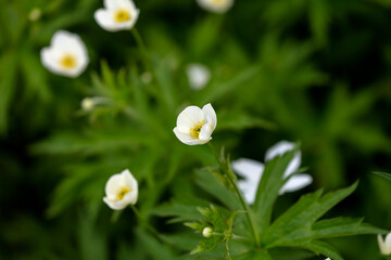 White Wood Anemone flower ( Anemone quinquefolia)  is a native American spring blooming flower. 