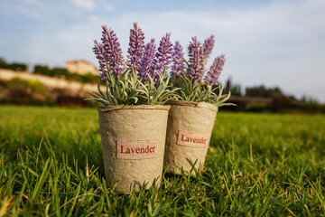 Two pots with lavender flower on the grass in the garden.