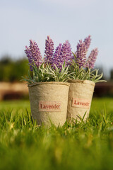 Two pots with lavender flower on the grass in the garden.